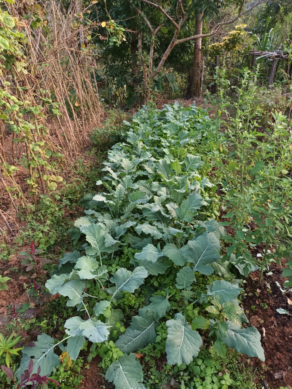 Organic Farm